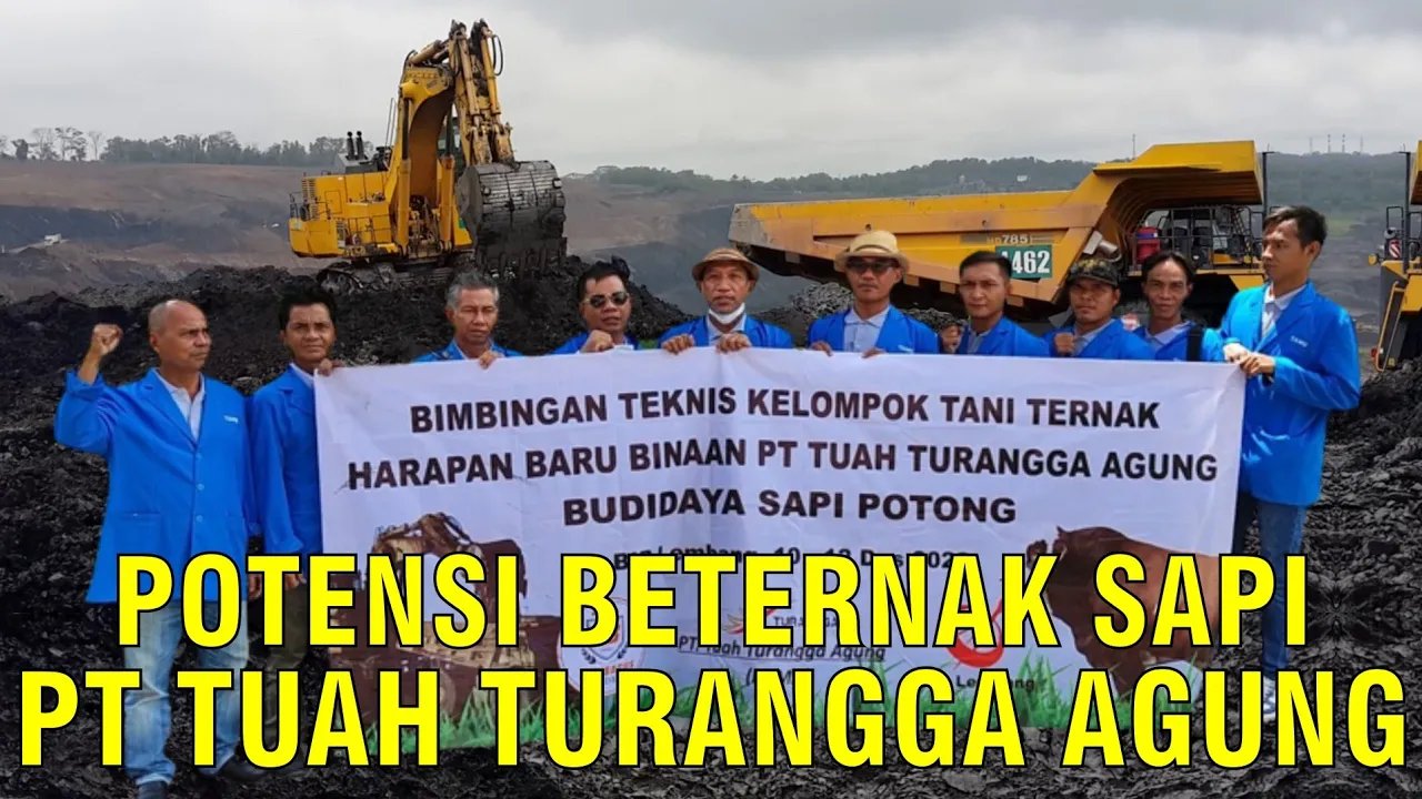 
                                 Potensi-Beternak-Sapi-Pt-Tuah-Turangga
